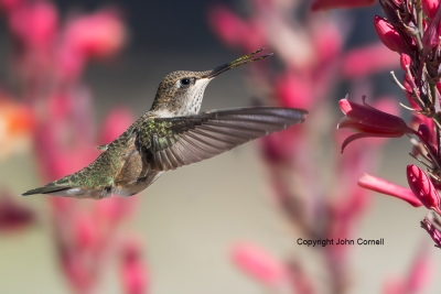 Archilochus-alexandri;Black-chinned-Hummingbird;Female;Flying-Bird;Hummingbird;P